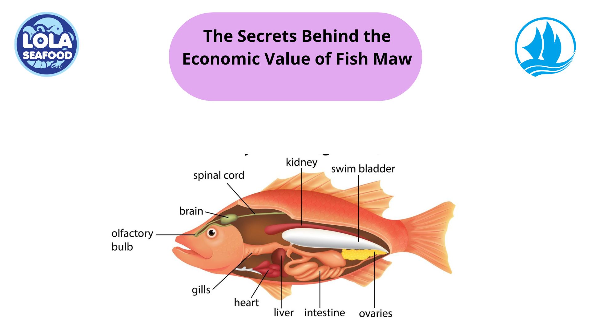 The Secrets Behind the Economic Value of Fish Maw